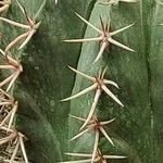 Melocactus matanzanus Прочее