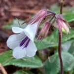 Deinostigma tamianum Fiore