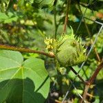 Gossypium hirsutumÇiçek