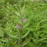 Teucrium scordium Blad