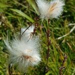 Eriophorum latifolium Plod