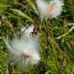 Eriophorum latifolium 果実