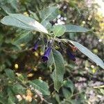 Lycium cestroides Flor
