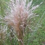 Andropogon bicornis Flower