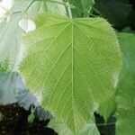 Tilia americana Leaf