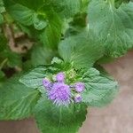 Ageratum conyzoides Flower