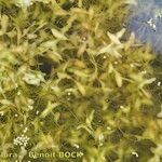 Lemna trisulca Hoja
