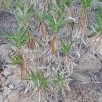 Carlina salicifolia Лист