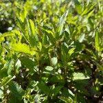 Stachys floridana Blad