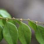 Drypetes gerrardii Leaf