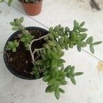 Delosperma echinatum Φύλλο