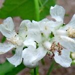 Kitaibelia vitifolia Flor