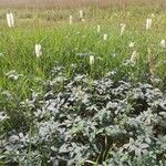 Sanguisorba canadensisഇല