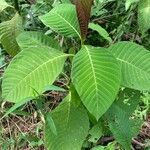 Palicourea guianensis Blatt