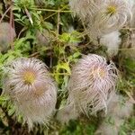 Clematis orientalis Flower