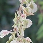 Fallopia dumetorum Flower