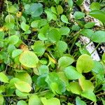 Hydrocharis laevigata Blatt