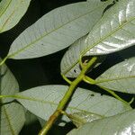 Virola multiflora Leaf