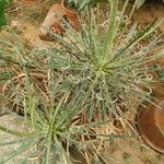 Agave × leopoldii List