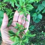 Brunfelsia americana Leaf