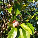 Magnolia figo Kwiat