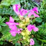 Pedicularis pyrenaica Flower