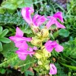 Pedicularis pyrenaica Flor