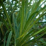 Pandanus odorifer Yaprak