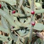 Opuntia engelmannii Foglia