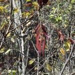 Rhus glabra Blad