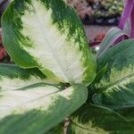 Dieffenbachia seguine Leaf