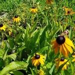 Rudbeckia fulgidaFlower