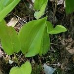 Maianthemum canadense Hoja