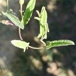 Ipomoea blepharophylla Leaf