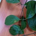 Mascagnia ovatifolia Hoja