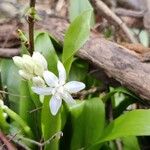 Scilla bifoliaFleur