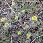 Alyssum desertorum Hábito