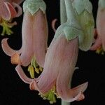 Cotyledon orbiculata Kukka