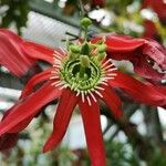 Passiflora racemosa Flor