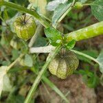 Physalis angulata Fruchs