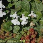 Cymbalaria hepaticifolia عادت داشتن