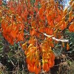 Erythrina falcata Кветка