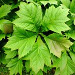 Rodgersia podophylla Blatt