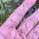 Panicum simile Flower