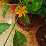 Gardenia carinata Flower