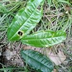 Mabea piriri Leaf