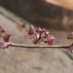 Polystachya concreta Bloem