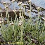 Antennaria carpatica Hábito