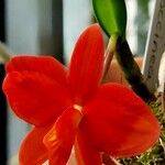 Cattleya wittigiana Flor