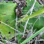 Habenaria helicoplectrum পাতা